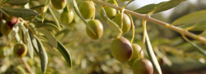escornalbou-oliva-cabecera