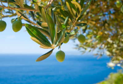 Olive oil tourism